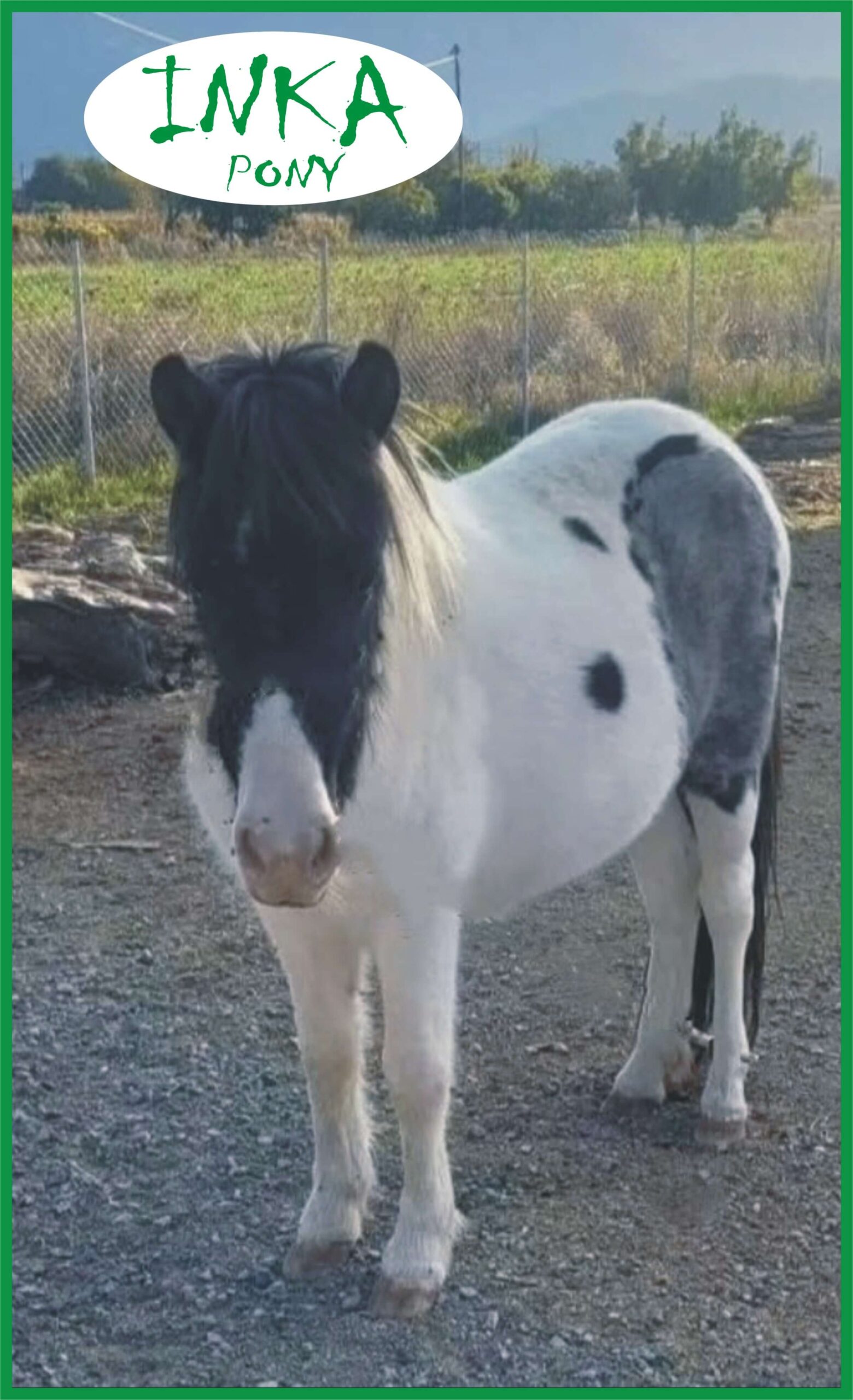 Our First Pony